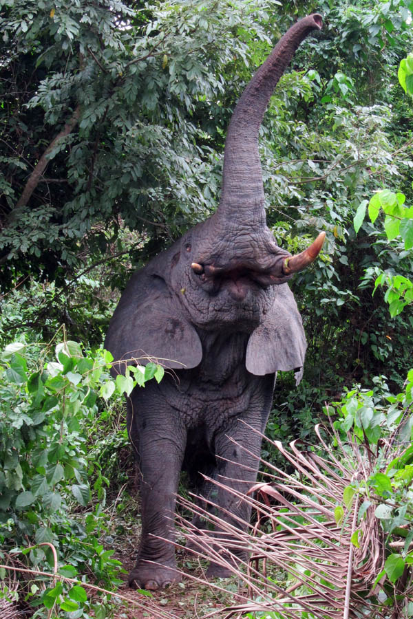 Elephant, outside Daloa, Côte d'Ivoire